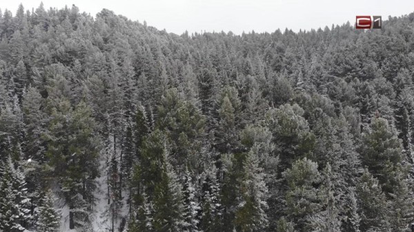 Более 430 кубометров мусора вывезли жители Югры с лесных территорий